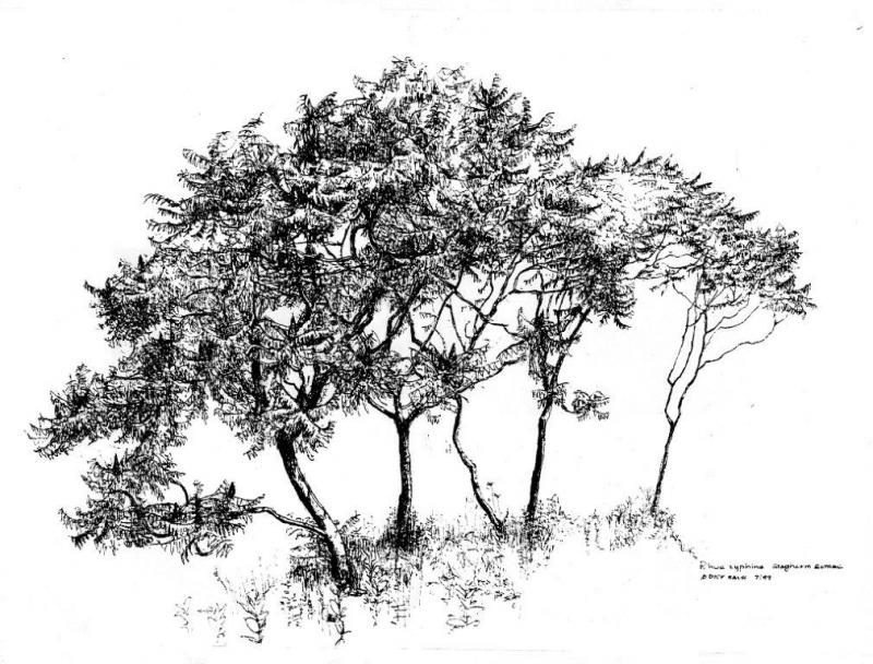 This drawing of a grove of staghorn sumac is by Dick Rauh, who is associated with the New York Botanical Garden and will teach a week-long workshop at Coastal Maine Botanical Gardens during this year of Trees, Timbers and Traditions. 